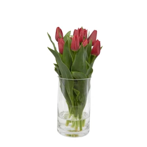 Tulpen 'rot'