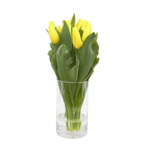 Tulpen 'gelb'