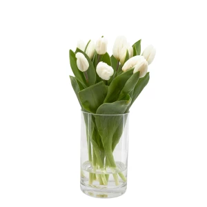 Tulpen 'weiss'