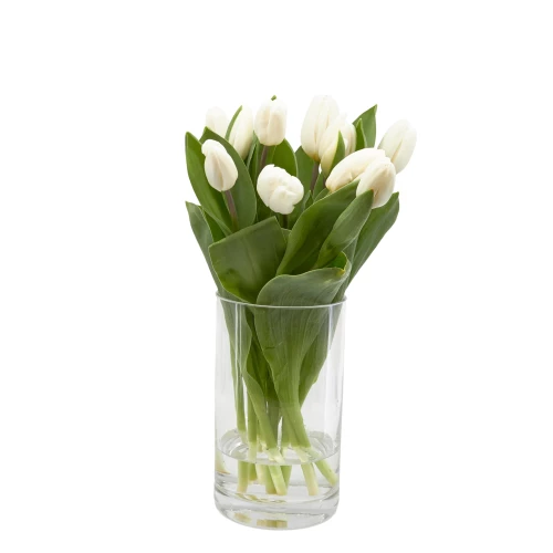 Tulpen 'weiss'