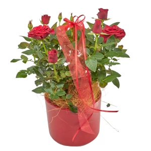 Rote Topfrose mit Band