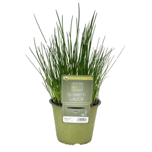 Schnittlauch 'SunnyHerbs'