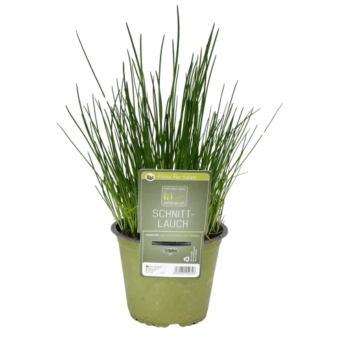 Schnittlauch 'SunnyHerbs'