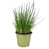 Schnittlauch 'SunnyHerbs'