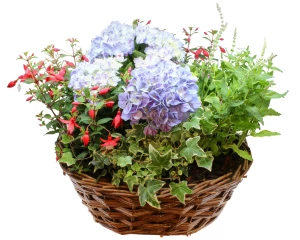 Pflanzkorb 'Gardenmagic'