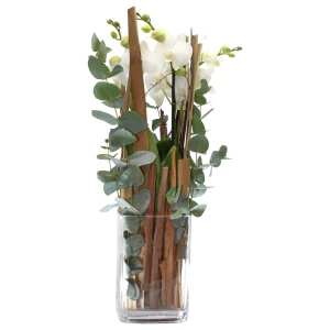 Orchidee 'Lifestyle' höhe 65cm mit Vase