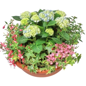 Trauerschale 'Hortensientraum'