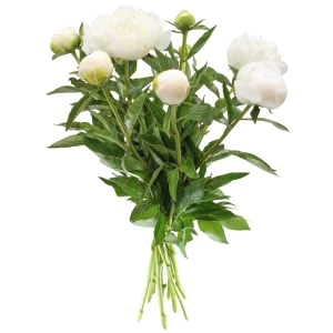 Pfingstrosen 'weiss'