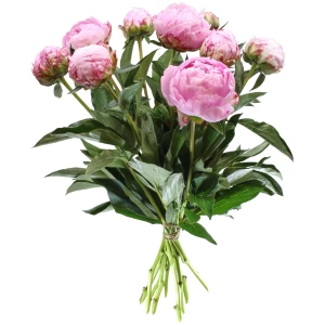 Pfingstrosen 'rosa'