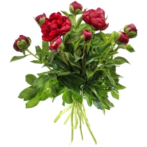 Pfingstrosen 'rot'