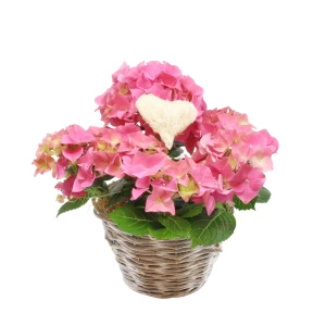 Mini-Hortensie 'rosa mit Herz'