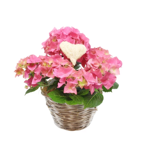 Mini-Hortensie 'rosa mit Herz'