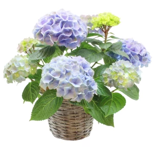 Hortensie 'blau'
