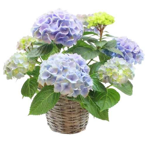 Hortensie 'blau'