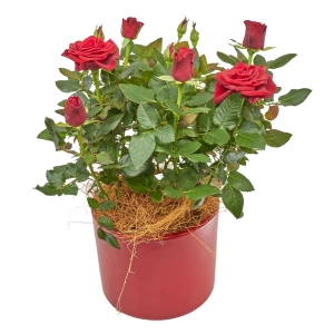 Rote Topfrose