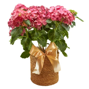 Hortensie 'Vintage-Charme rot'