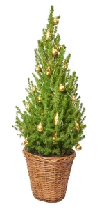 Weihnachtsbäumchen 'Zuckerhut' gold