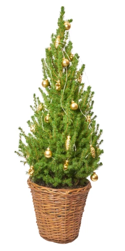 Weihnachtsbäumchen 'Zuckerhut' gold