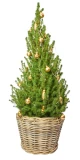 Weihnachtsbäumchen 'Zuckerhut' gold