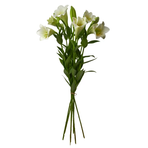Lilie Longi 'weiss'
