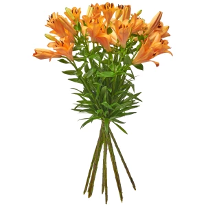 Lilien 'orange'