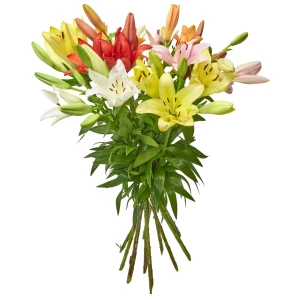 Lilien 'bunt'
