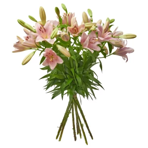 Lilien 'rosa'