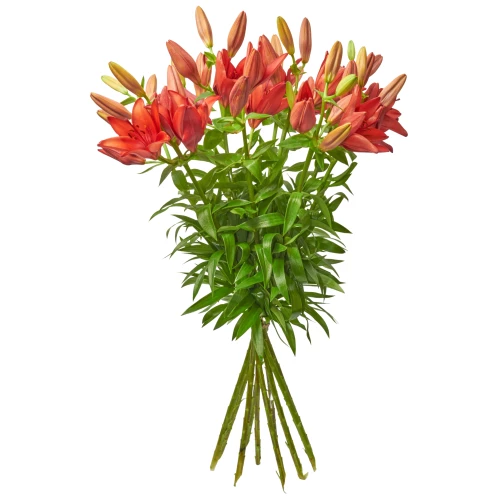 Lilien 'rot'