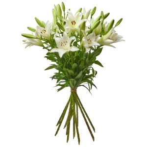 Lilien 'weiss'
