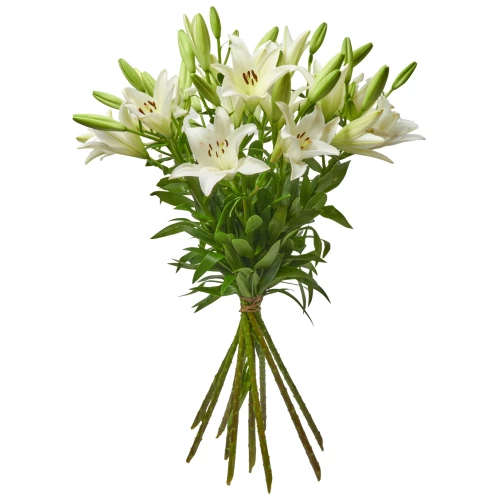 Lilien 'weiss'