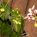 Orchideenstab 'geometrisch'