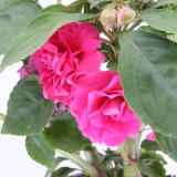 Impatiens 'walleriana' gefüllt