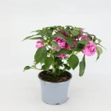 Impatiens 'walleriana' gefüllt