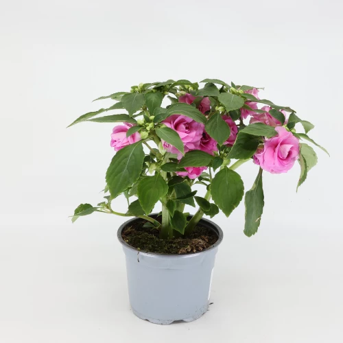 Impatiens 'walleriana' gefüllt