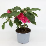 Impatiens 'walleriana' gefüllt