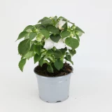 Impatiens 'walleriana' gefüllt