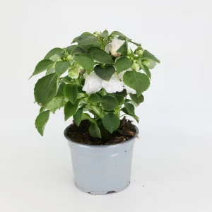 Impatiens 'walleriana' gefüllt