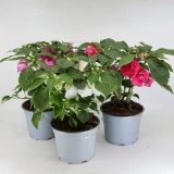 Impatiens 'walleriana' gefüllt