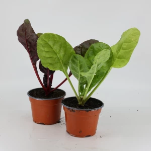 Jungpflanze 'Capuns'