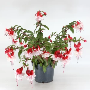 Fuchsie 'mix' hängend