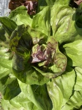 Setzlinge 'Cicorino Rosso'