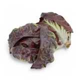 Setzlinge 'Cicorino Rosso'