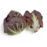 Setzlinge 'Cicorino Rosso'