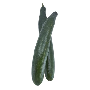 Jungpflanze 'Schlangengurke'