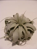 Tillandsia 'Xerographica'