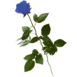 Blaue Rose