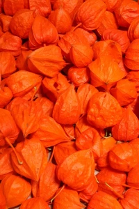 Physalis