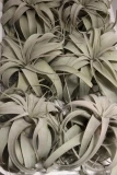 Tillandsia 'Xerographica'