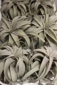 Tillandsia 'Xerographica'