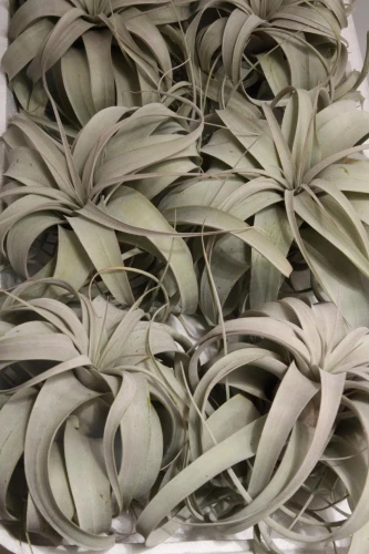 Tillandsia 'Xerographica'